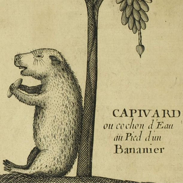 Capivara: acervo BBM
